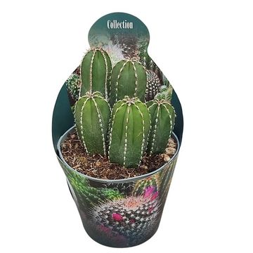 Marginatocereus marginatus