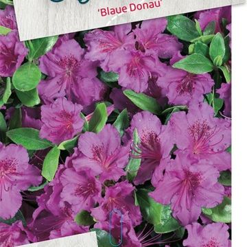 Rhododendron 'Blue Danube' (AJ)