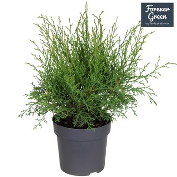 Microbiota decussata