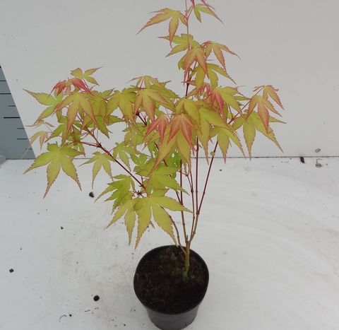 Acer palmatum 'Катсура'