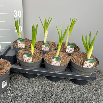 Allium 'Silver Spring'