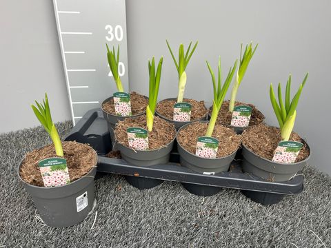 Allium 'Silver Spring'