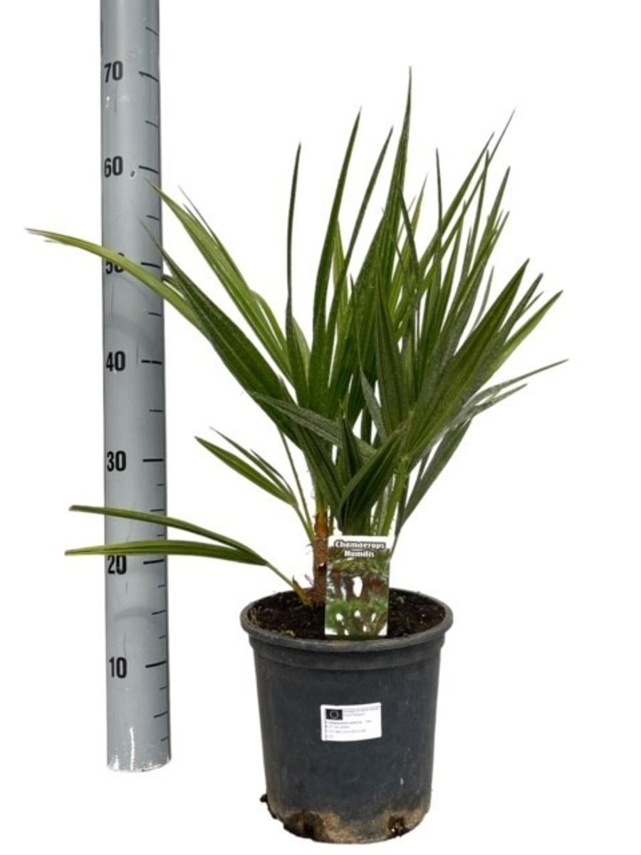 Chamaerops humilis — Plant Wholesale FlorAccess