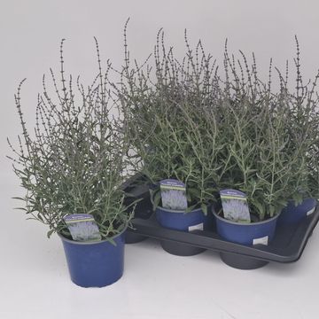 Perovskia atriplicifolia PRIME TIME