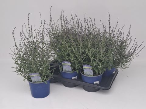 Perovskia atriplicifolia PRIME TIME