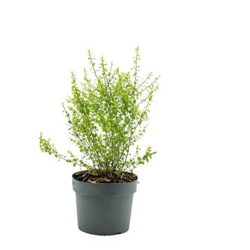 Pittosporum tenuifolium 'Donovan Gold'