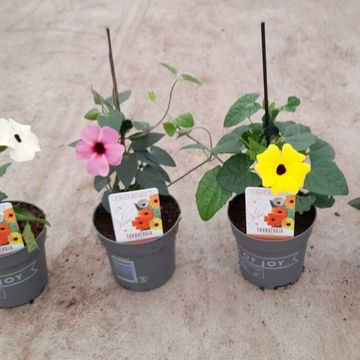 Thunbergia alata MIX