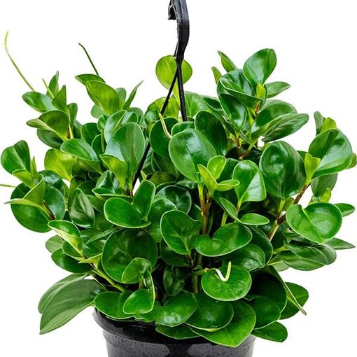 Peperomia obtusifolia