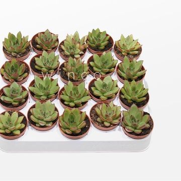 Echeveria agavoides 'Belga'