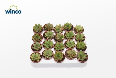 Echeveria agavoides 'Belga'