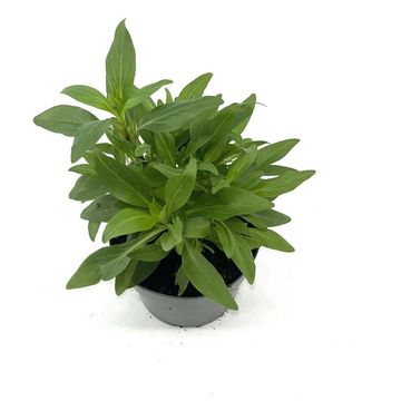 Centranthus ruber 'Coccineus'