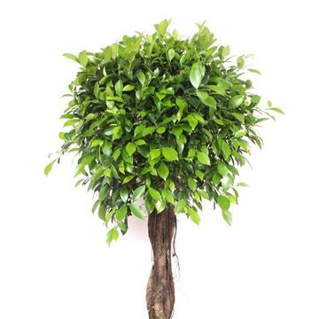 Ficus microcarpa 'Nitida'