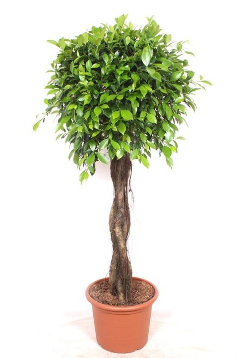 Ficus microcarpa 'Nitida'