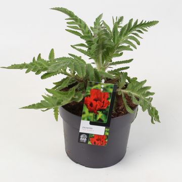 Papaver orientale RED RUMBLE