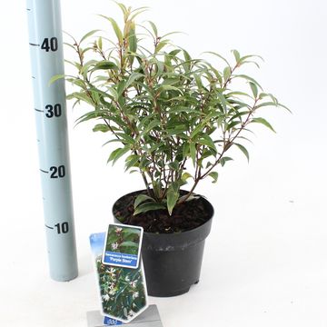 Sarcococca hookeriana 'Purple Stem'