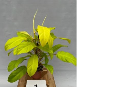 Filodendro 'Malay Gold'
