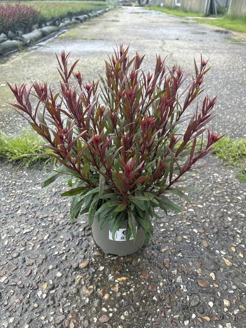 Gaura lindheimeri 'Rosea'