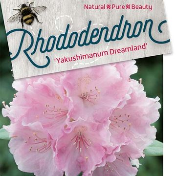 Rhododendron 'Dreamland' (Y)