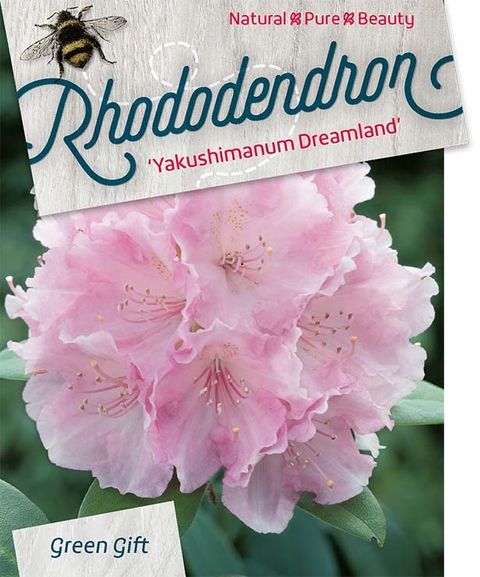 Rhododendron 'Dreamland' (Y)