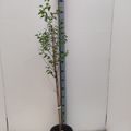 Ziziphus jujuba