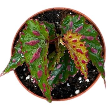 Begonia 'Pink Dottie'