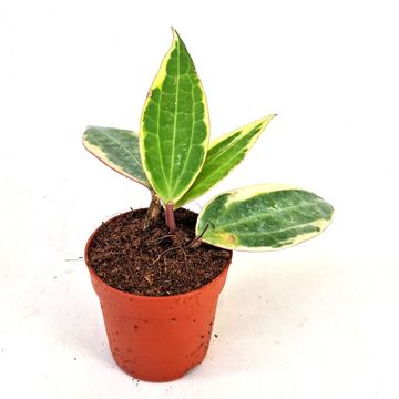 Hoya macrophylla 'Variegata'