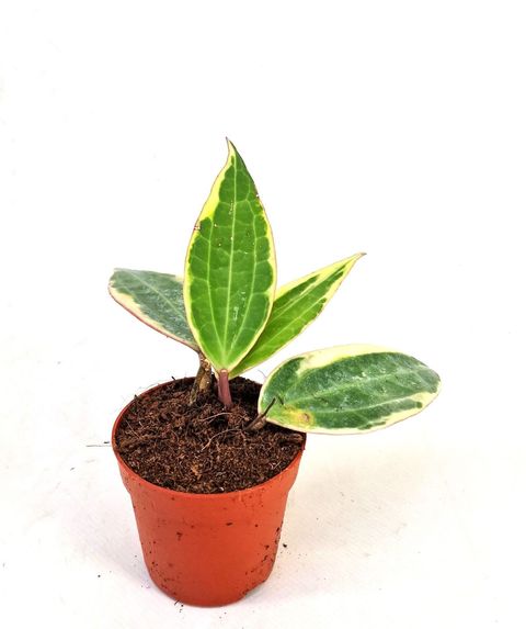 Hoya macrophylla 'Variegata'