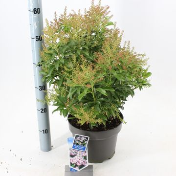 Pieris japonica PINK PASSION