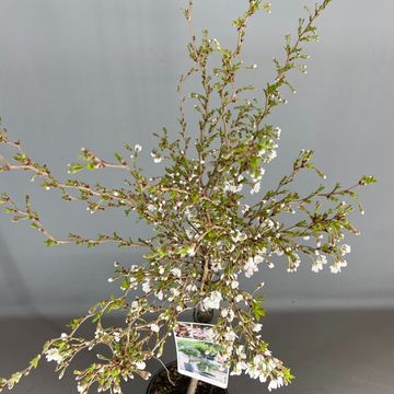 Prunus incisa 'Койоу-ноу-май'