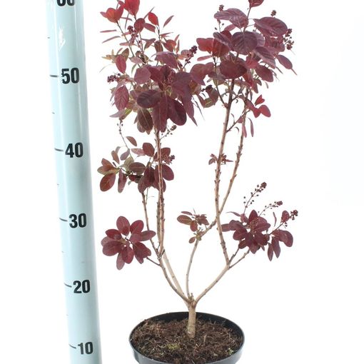 Cotinus coggygria 'Royal Purple' (About Plants Zundert BV)