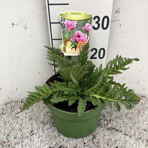 Papaver orientale 'Pink Perfection'