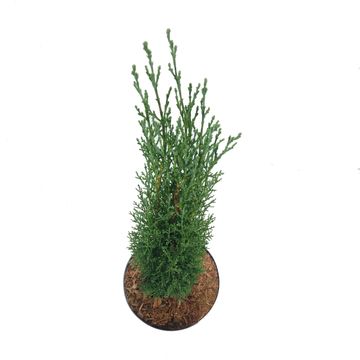 Cupressus sempervirens 'Тотем'