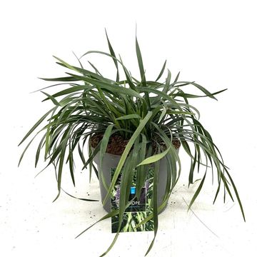 Liriope muscari 'Royal Purple'