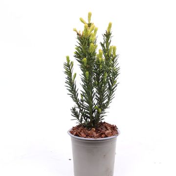 Taxus x media 'Hillii'