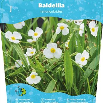 Baldellia ranunculoides