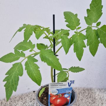 Solanum lycopersicum 'Fantasio'