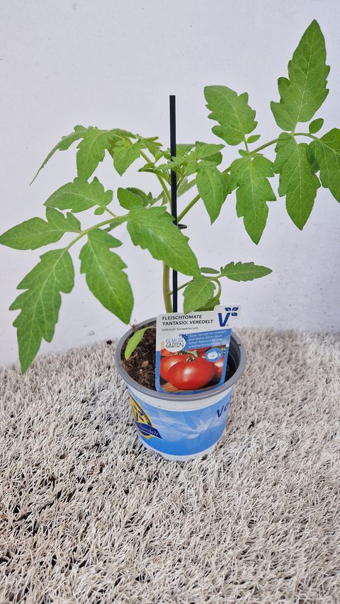 Solanum lycopersicum 'Fantasio'