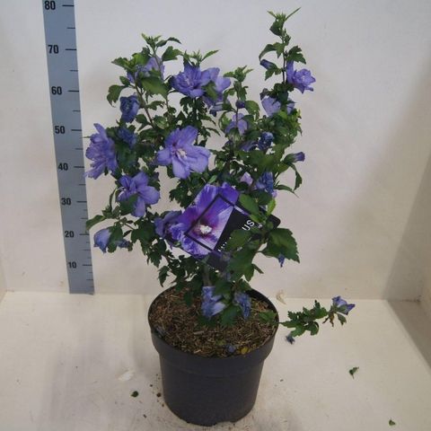 Hibiscus syriacus BLUE CHIFFON
