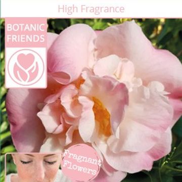 Camellia 'High Fragrance'