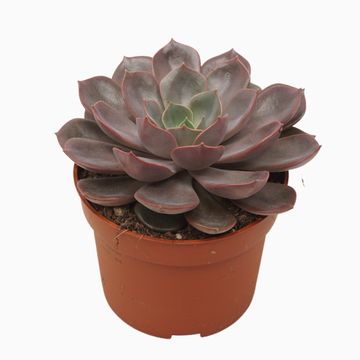 Echeveria 'Mina'