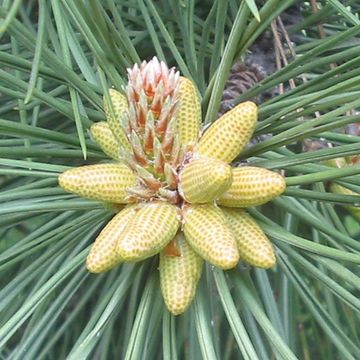 Pinus nigra nigra