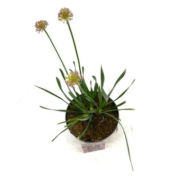 Allium 'Millenium'