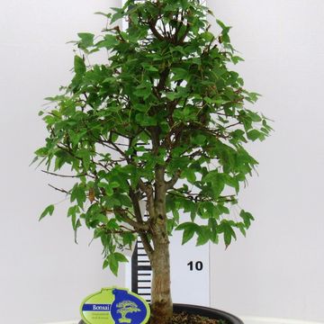 Acer buergerianum