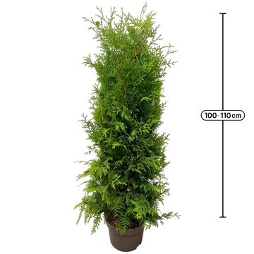 Thuja occidentalis 'Brabant'