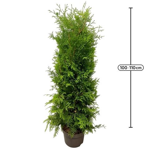 Thuja occidentalis 'Brabant'