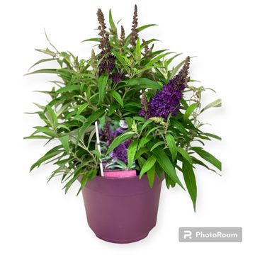 Buddleja davidii BUTTERFLY CANDY LITTLE PURPLE