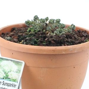 Sedum SUNSPARKLER DAZZLEBERRY (About Plants Zundert BV)