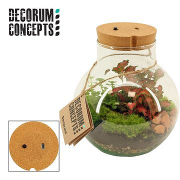 Composizione Terrarium