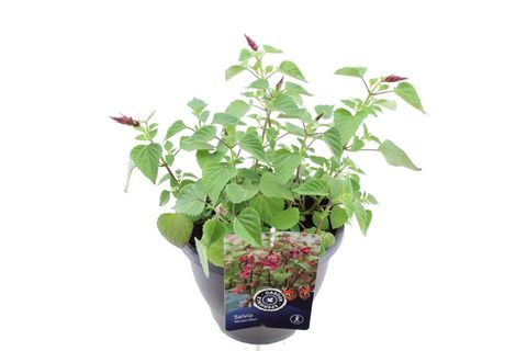 Salvia splendens 'Roman Red'