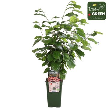 Corylus 'Rode Zellernoot'